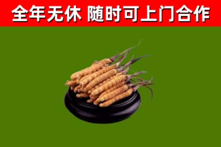 红山回收散虫草