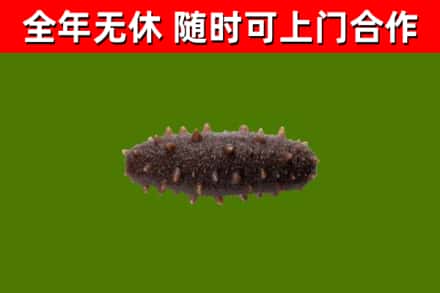 红山回收海参干